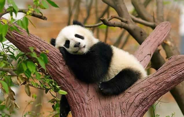 Day 9: Chengdu Panda Reserve