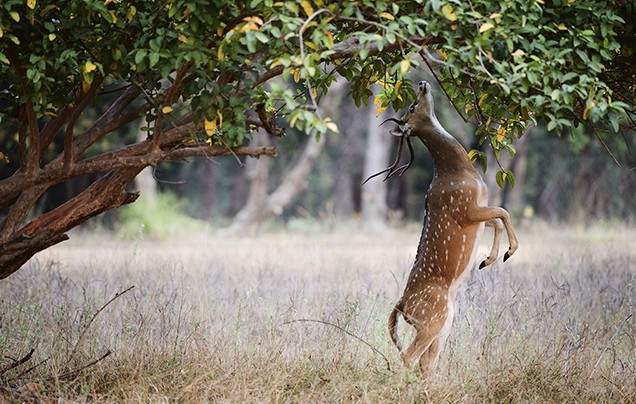 Day 12: Periyar Wildlife Sanctuary