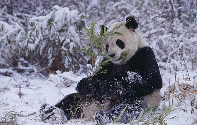 Day 9: New Years Eve with the pandas