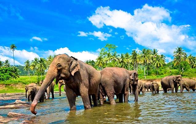 Christmas in Sri Lanka