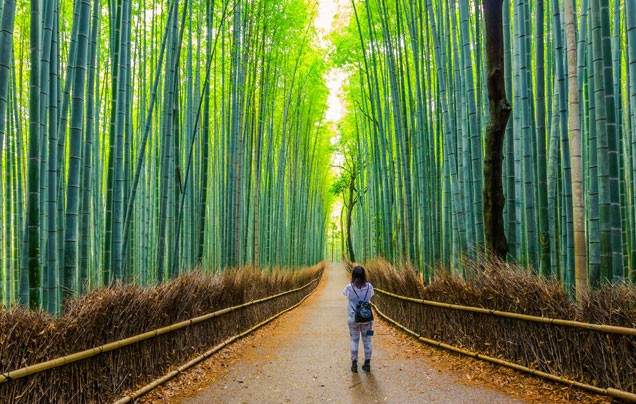 Day 4: Arashiyama Bamboo Forest