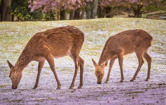 Day 7: Explore Nara and Osaka