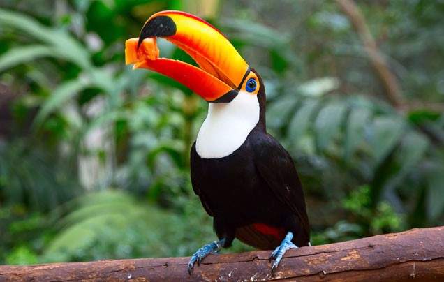 DAY 11: MANUEL ANTONIO NATIONAL PARK