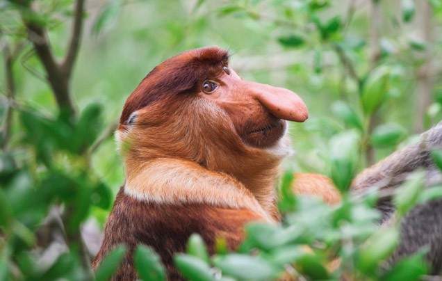 Day 4: Bako National Park