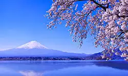 Japan cherry blossom going fast