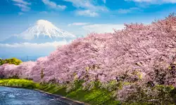 Japan Games Celebration Party