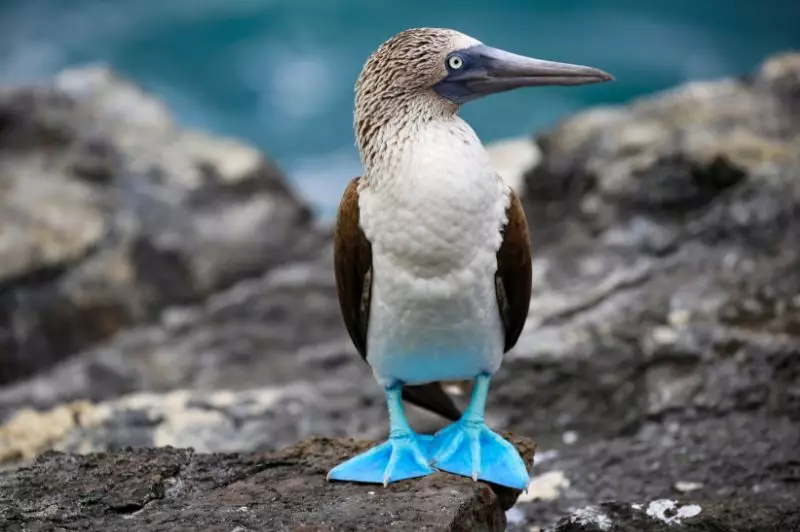 Natural Wonders of Ecuador & Galapagos