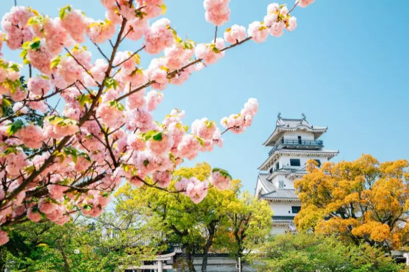 Gems of Japan & Shikoku