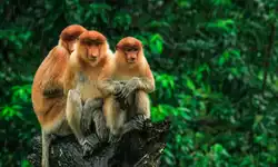 Malaysia added to UK government Safe List