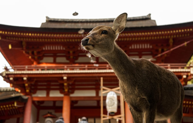 Day 16: Explore Nara & Osaka