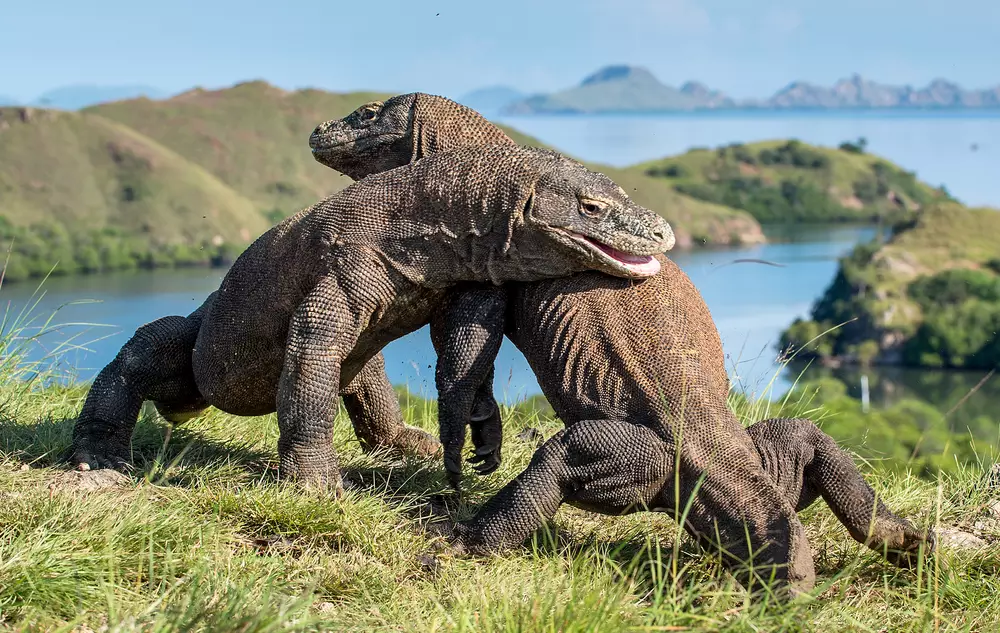 Day 12 Komodo Dragons