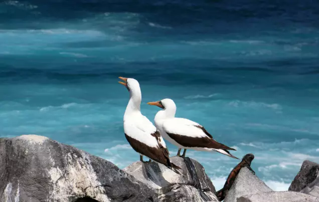 Day 3: Genovesa Island