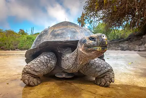 Galapagos by Sea