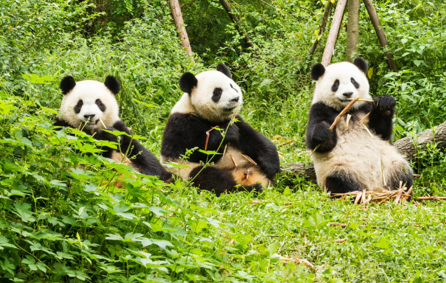 Day 20: Giant Pandas