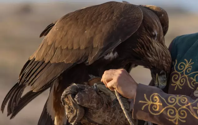 Day 6: Golden Eagle Hunting
