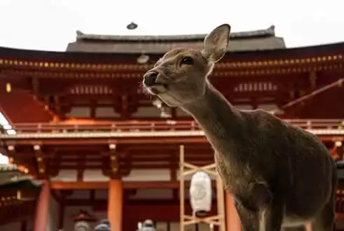 Nara Extension
