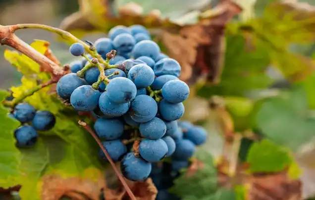 Day 2: Wine Tour & Tasting