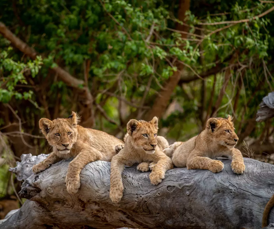 Africa Brochure Launch Virtual Travel Show