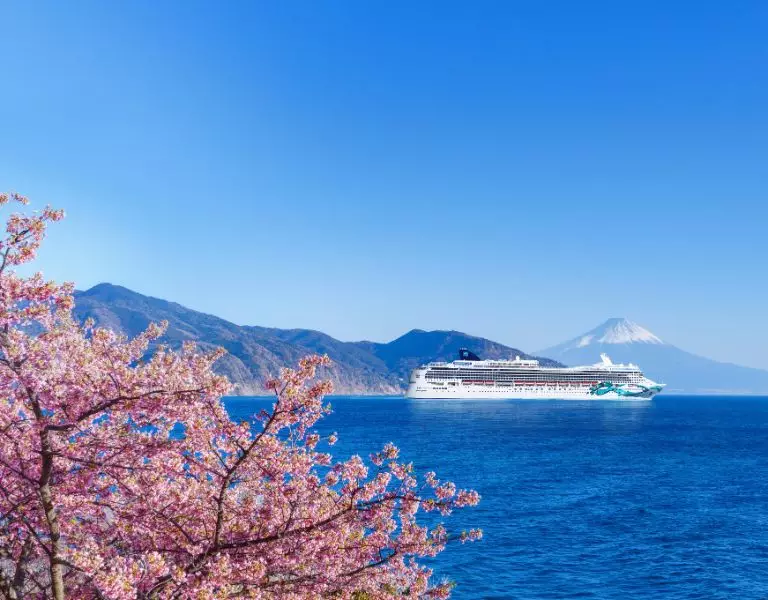 Cruise & Tour Offer 