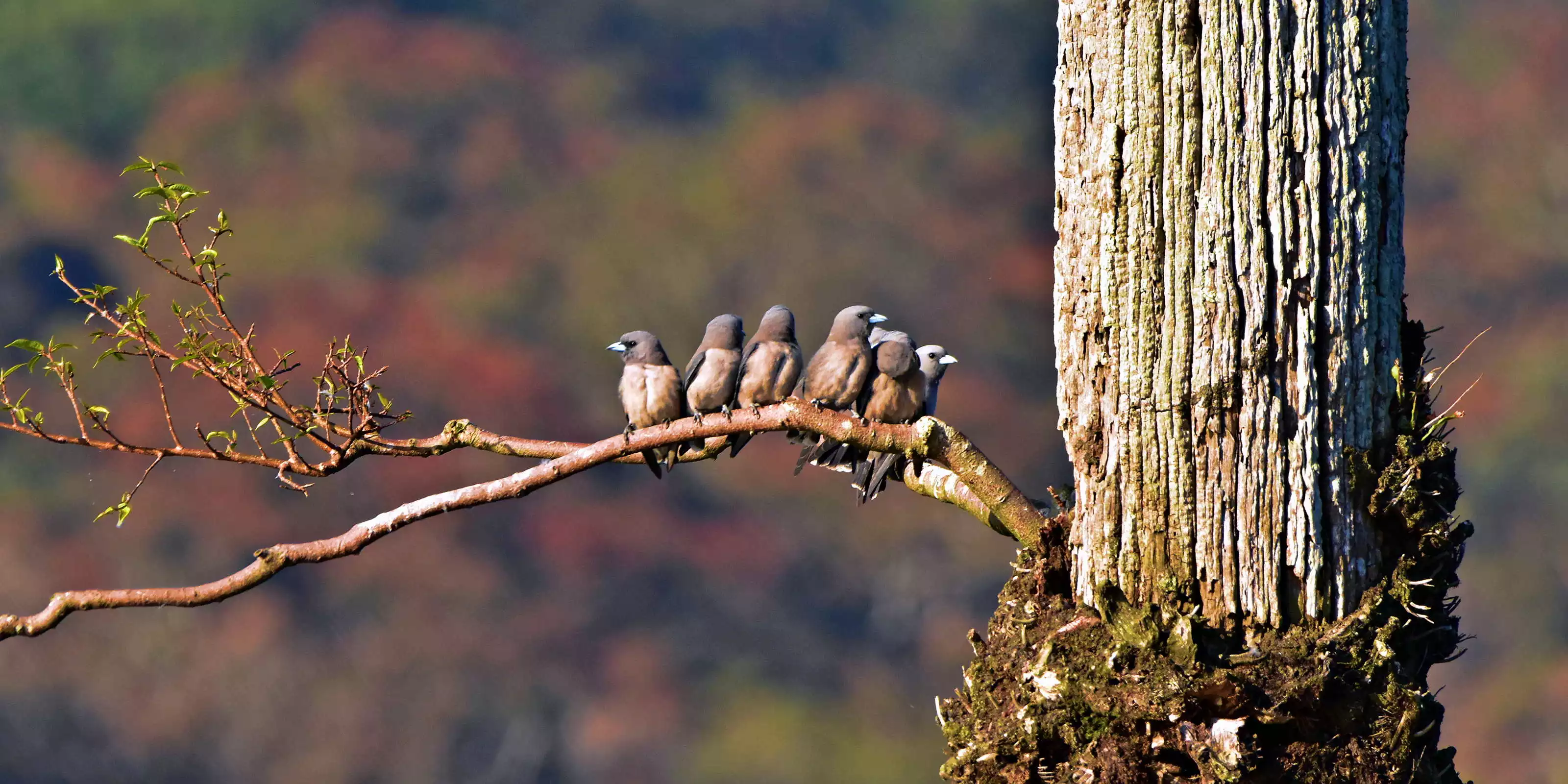 Periyar National Park