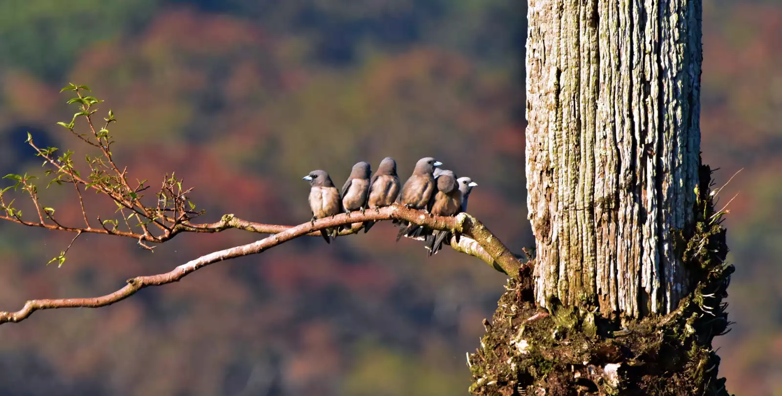 Periyar National Park