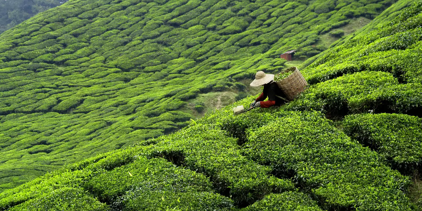 Treasures of Sri Lanka
