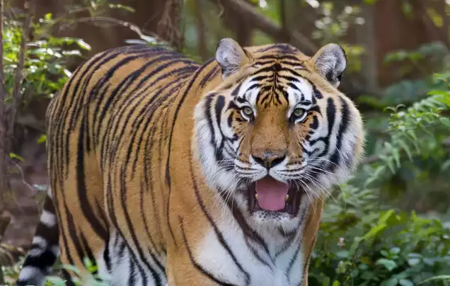 Day 8: Bandhavgarh