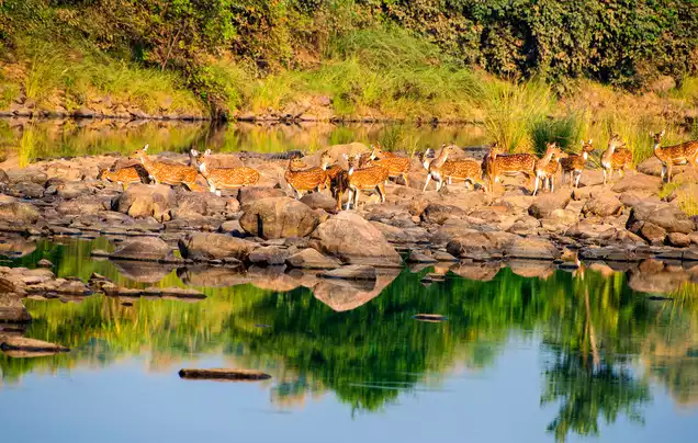 Day 6: Panna National Park