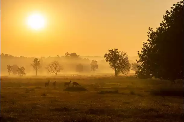 Day 6: Kanha National Park