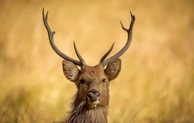 Day 12: Kanha safaris