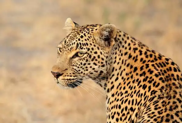 Day 6: Greater Kruger National Park