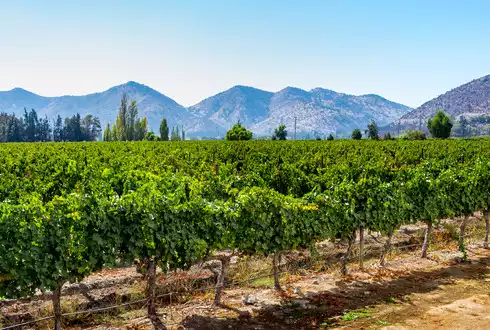 Maipo Valley Wine