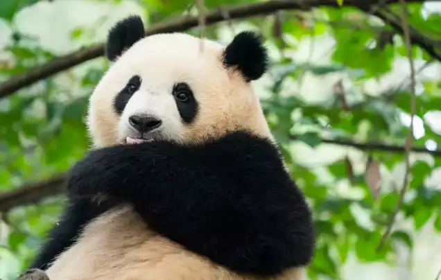 Day 8: Giant Pandas