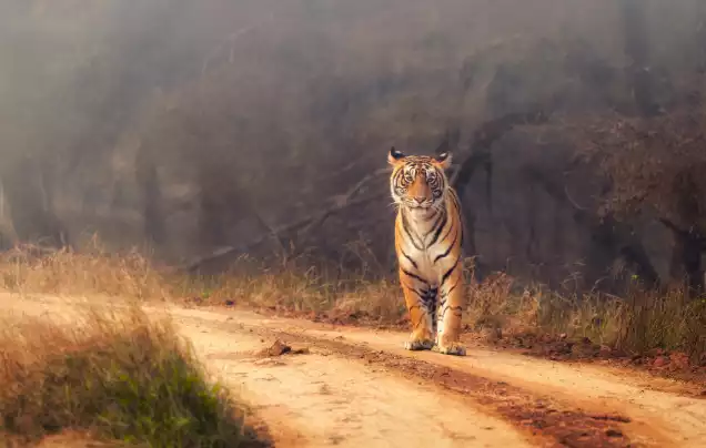 Day 6: Explore Ranthambore