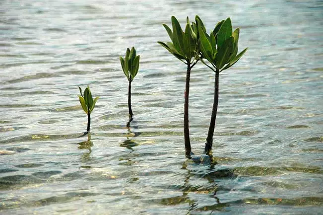 Why not ‘give back’ by joining a Cambodian eco-project for a day? Journey through a flooded forest by boat, collecting mangrove seeds as you go. Afterwards, head to the coastal fields to plant your seeds, where they’ll grow up as part of an essential mangrove forest.