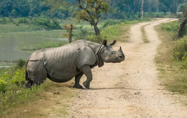 Day 4: Kaziranga National Park