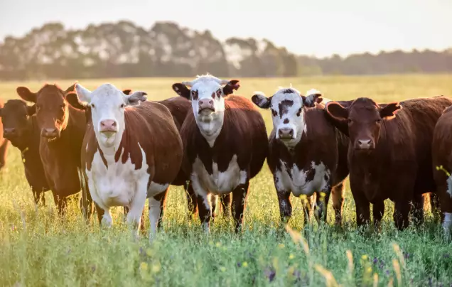 Day 10: Discover the Pampas