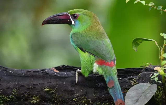 Day 6: Explore Mashpi