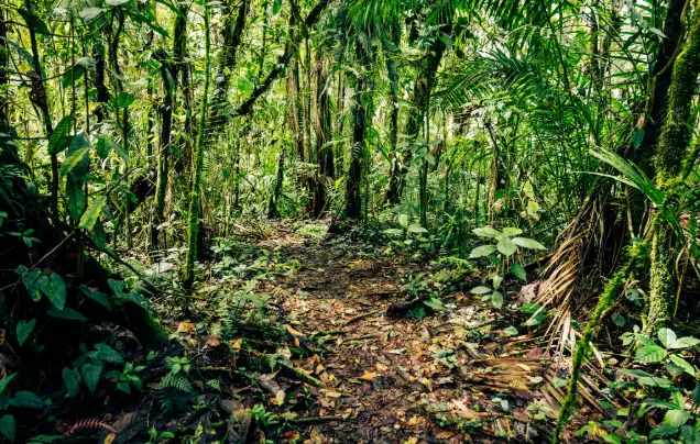 Days 5: Explore the Amazon