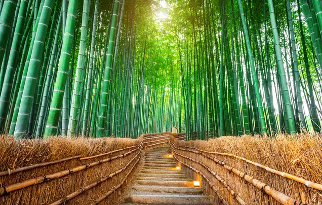 Day 23: Explore more Kyoto