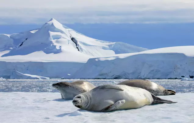 Days 12-16: Cruise – Antarctica