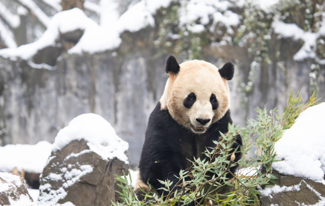 Day 7: Giant Pandas