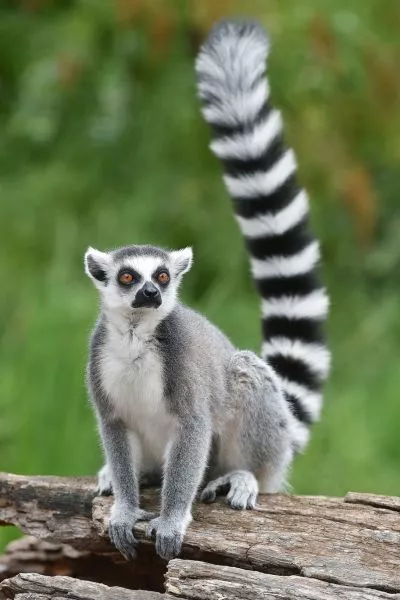 Madagascar Untamed