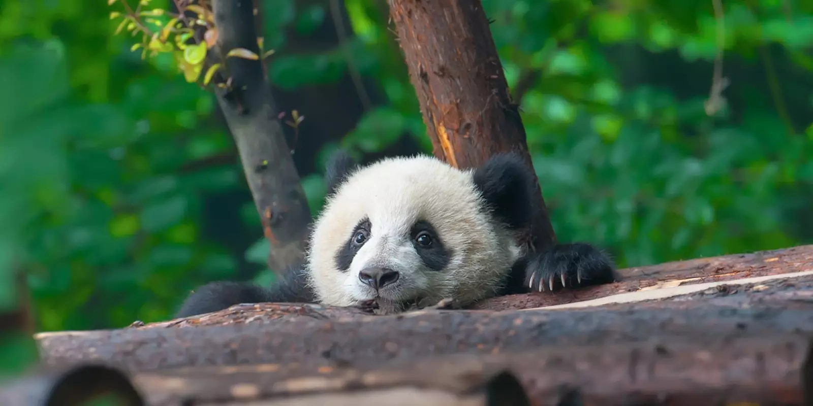Panda Tours