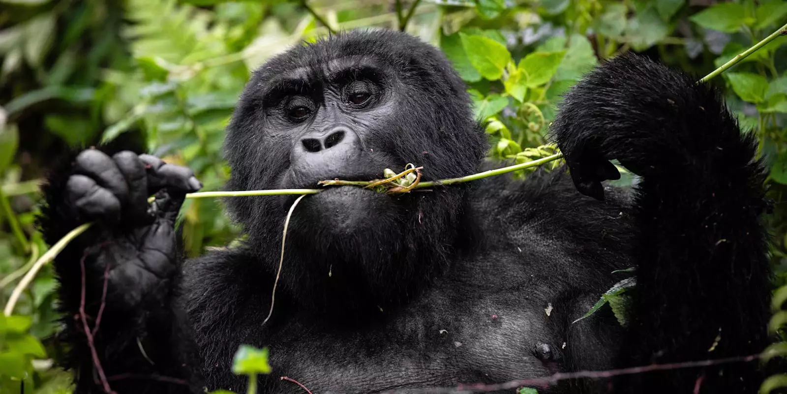 Uganda Holidays