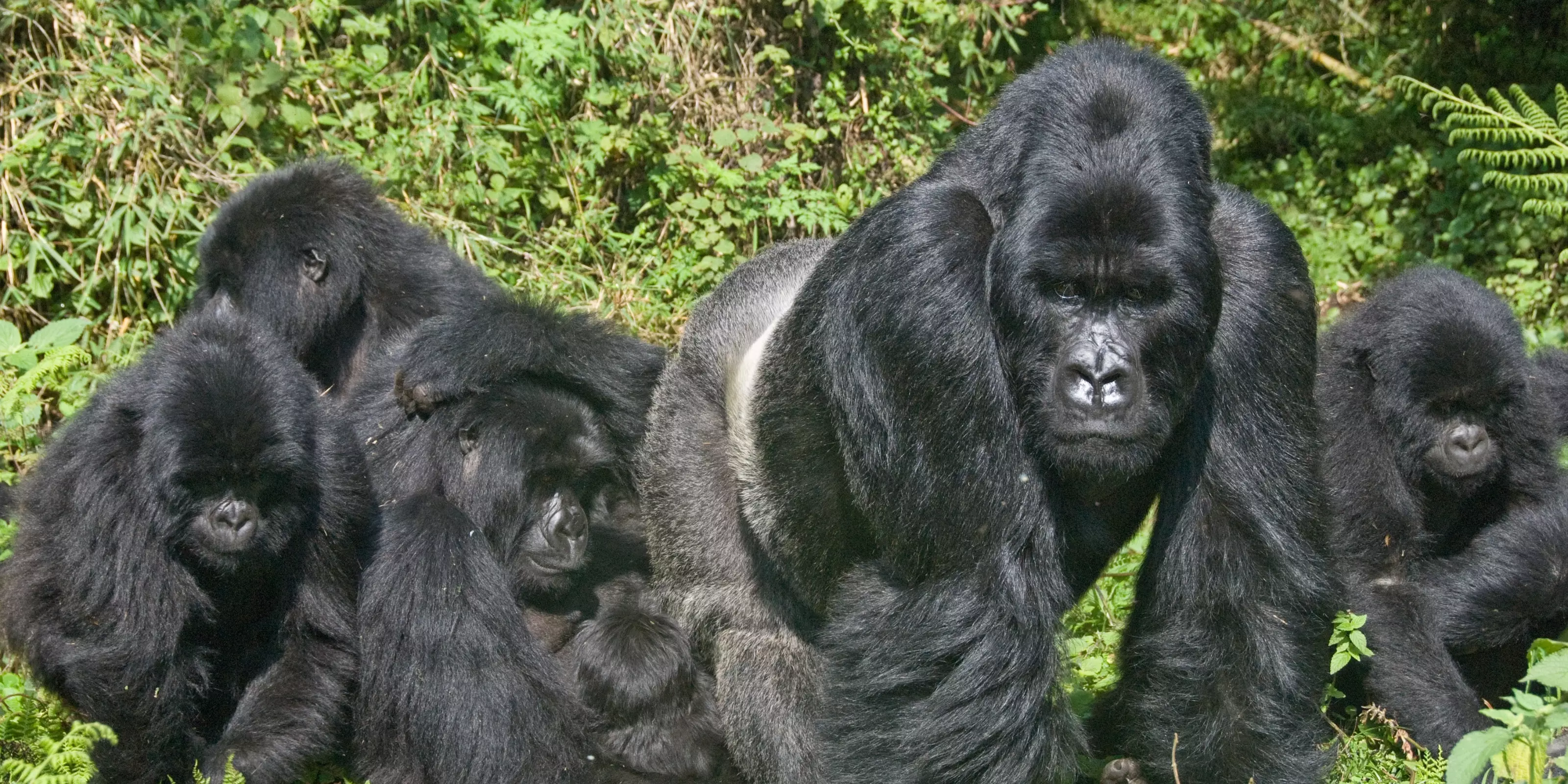 Rwanda Holidays