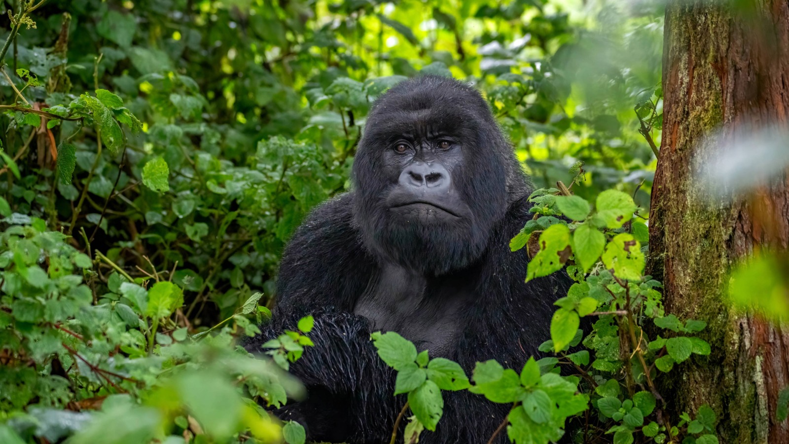 Rwanda Tours