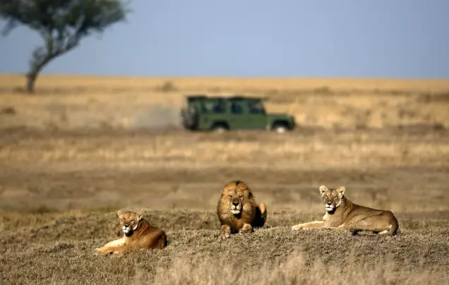 Day 7: Explore the Serengeti
