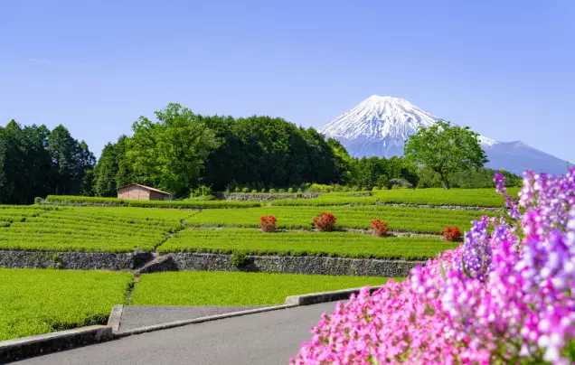 Day 5: Tea Farms & Fuji Views
