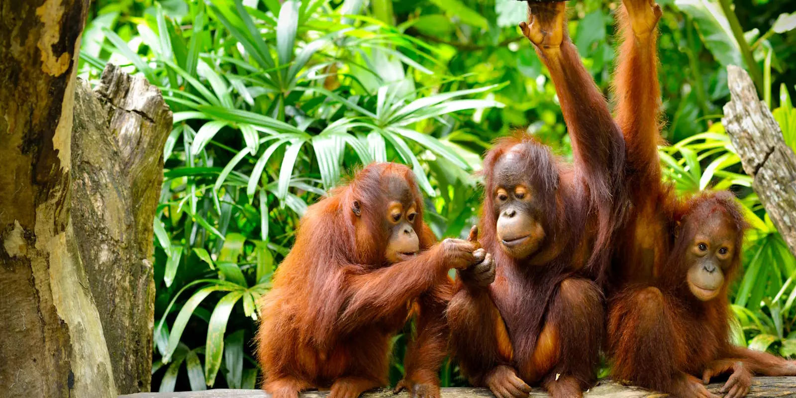 Orangutan Tours